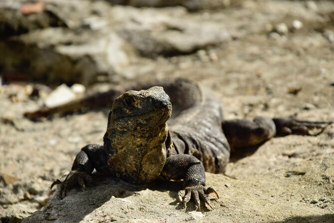 Tulum Ruins, Turtles in Akumal and Cenote tour - Yax-Muul cenote: the most distinctive stop