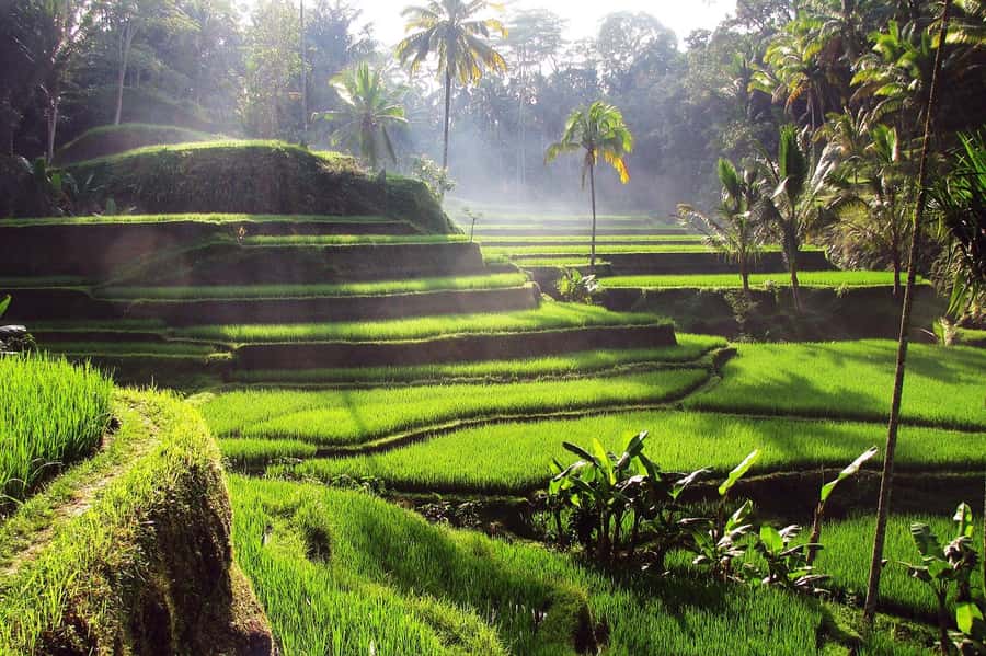 Ubud: Rice Terrace, Waterfall, & Elephant Cave - Tirta Empul: the day’s strongest cultural encounter