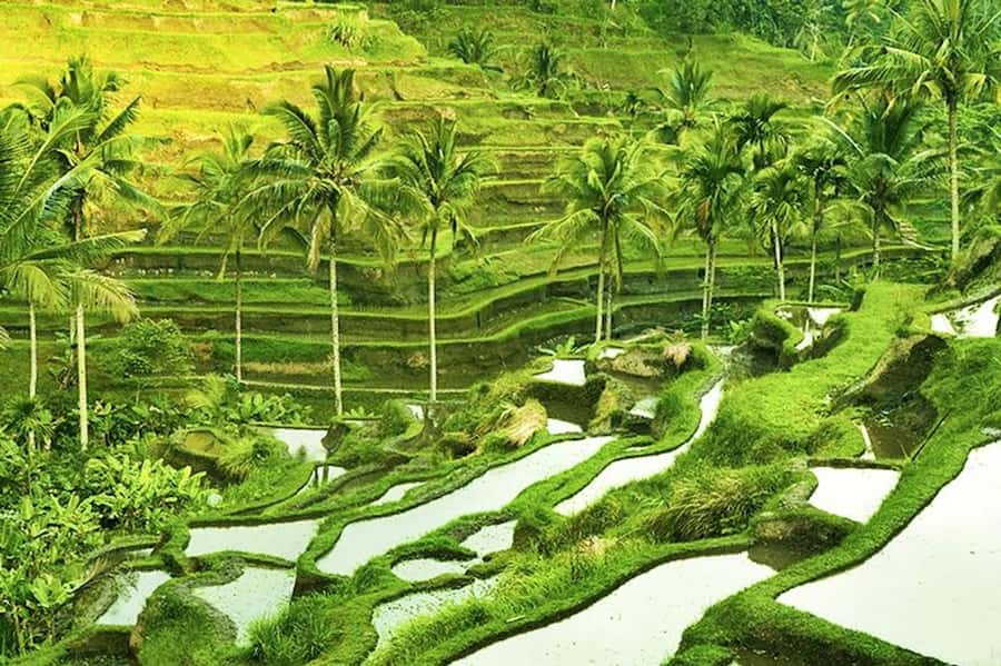 Ubud: Rice Terrace, Waterfall, & Elephant Cave - Who will enjoy this outing most