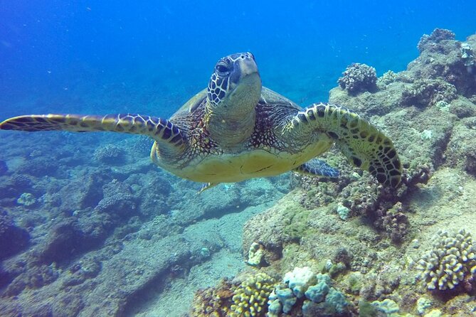 Ultimate Na Pali Coast Zodiac Boat Snorkeling and Sea Cave Tour - Who should book this tour