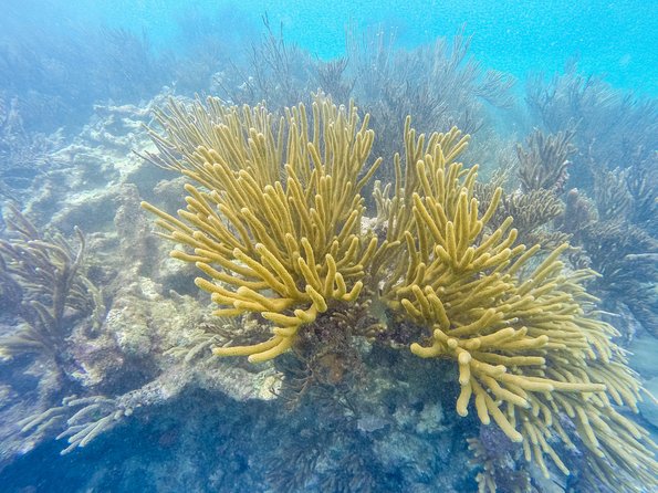 Viator Exclusive: Tulum Ruins, Reef Snorkeling, Cenote and Caves - Swimming in a limestone cave cenote