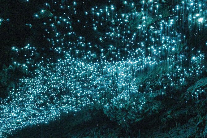 Waitomo Glowworm Caves Guided Tour - What the Guide Adds