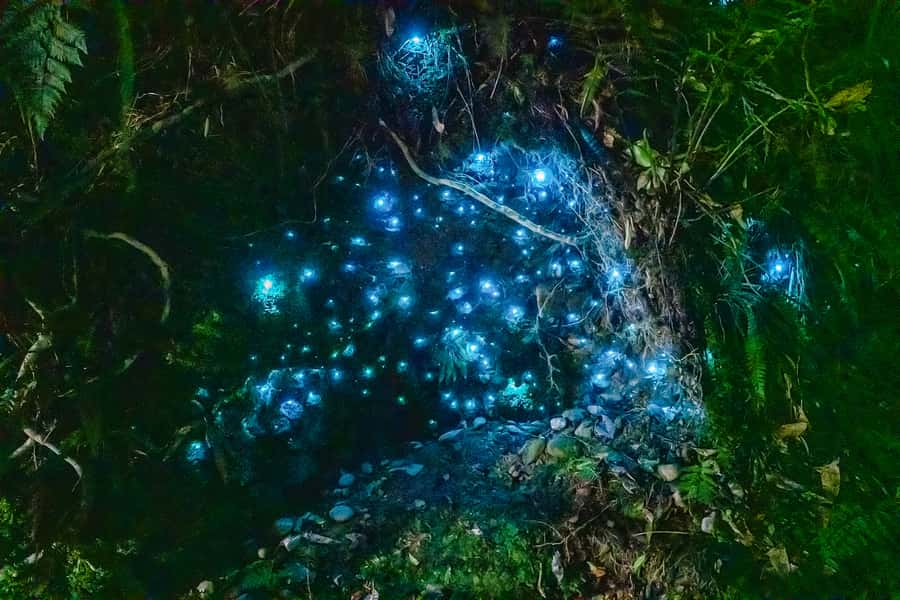 Waitomo: Glowworm Caves Guided Tour by Boat - Waitomo’s starry ceiling comes last
