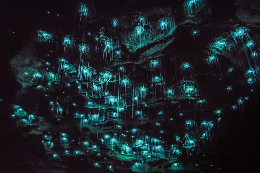 Waitomo: Glowworm Caves Guided Tour by Boat - Why the no-camera rule matters
