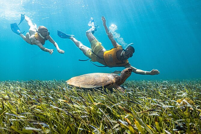 With Turtles, Shipwreck, Cenote, and Reef and Transport Included - Transport, timing, and what the day really takes