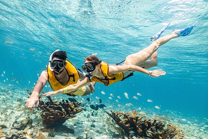 With Turtles, Shipwreck, Cenote, and Reef and Transport Included - The real price, including extra fees