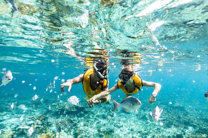 With Turtles, Shipwreck, Cenote, and Reef and Transport Included - The shipwreck, cenote, and underwater museum