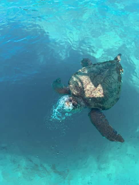 Zakynthos: Turtles, Marathonisi & Keri Caves Speedboat Tour - From your hotel to Agios Sostis Harbor