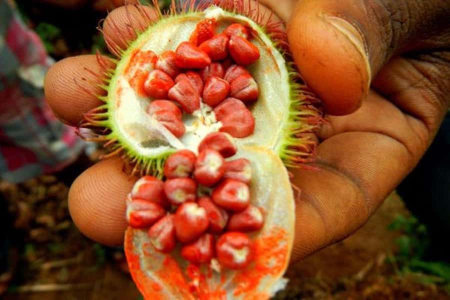 Zanzibar: Mnemba Island, Prison Island and Salaam Cave Tour - Practical advice for making the day easier
