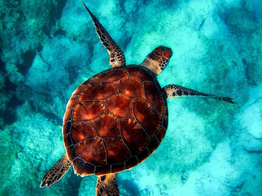 Zanzibar: Mnemba Island, Prison Island and Salaam Cave Tour - Mnemba Atoll: dolphins, snorkeling, and the sandbank