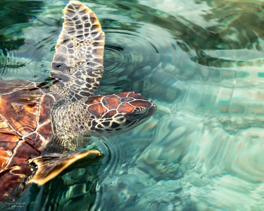 Zanzibar: Sea Turtle Swim at Salam Cave in Kizimkazi Village - What Salam Cave is really like