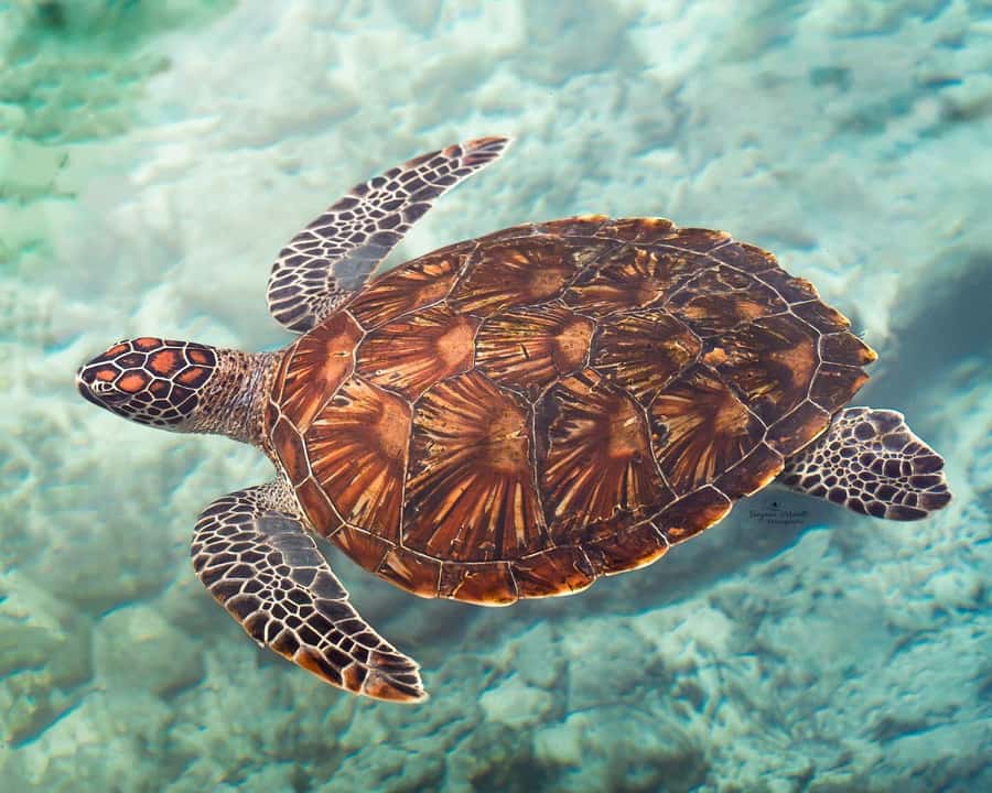 Zanzibar: Sea Turtle Swim at Salam Cave in Kizimkazi Village - Entering the cave and meeting the turtles
