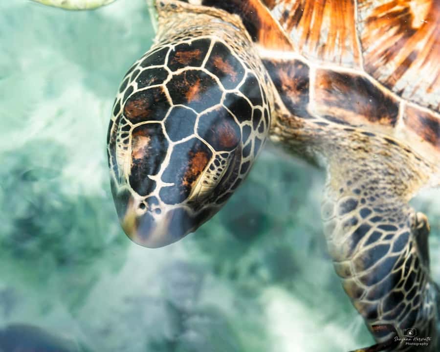 Zanzibar: Sea Turtle Swim at Salam Cave in Kizimkazi Village - How much time will you spend in the water?