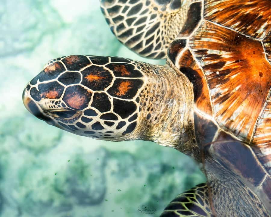 Zanzibar: Sea Turtle Swim at Salam Cave in Kizimkazi Village - Booking, timing, and cancellation details
